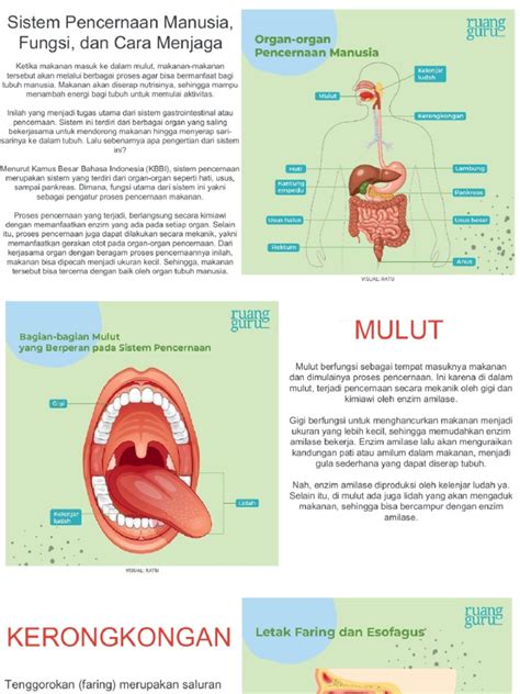 Sistem Pencernaan Manusia Pdf