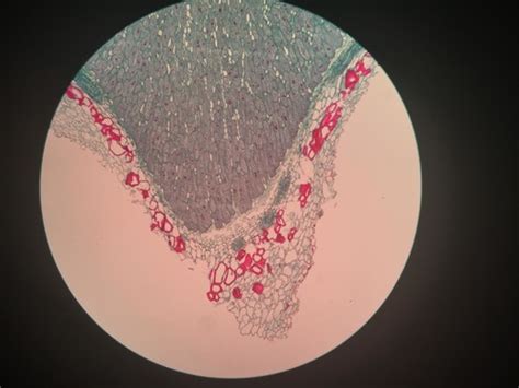 Lab Practical 1 Bio 111 Flashcards Quizlet