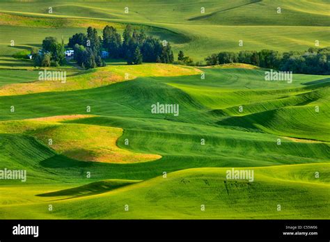 High Angle View Of Green Fields Steptoe Butte Palouse Washington