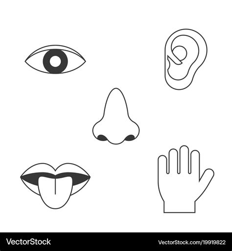 Five senses icon Royalty Free Vector Image - VectorStock