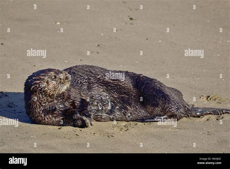 California Sea Otter Stock Photo - Alamy