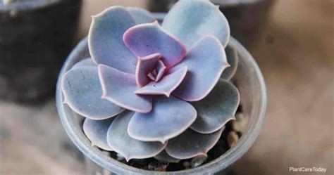 How To Grow And Care For Graptoveria Succulent Types