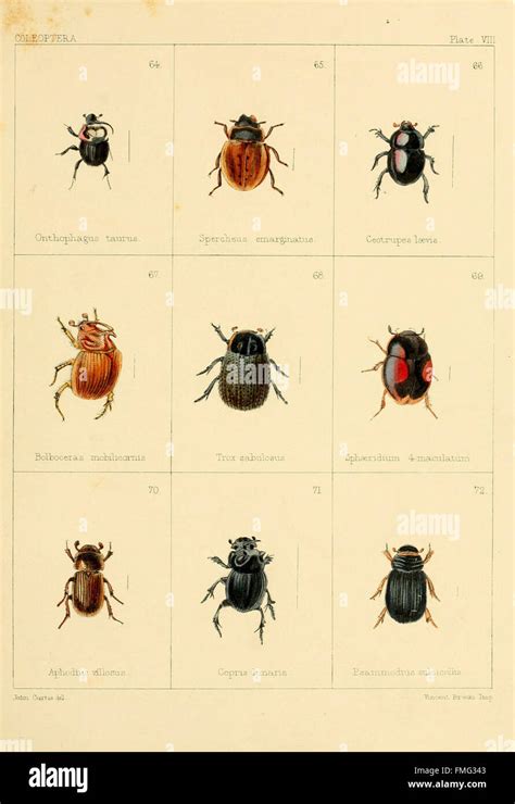 British Beetles Plate Viii Stock Photo Alamy