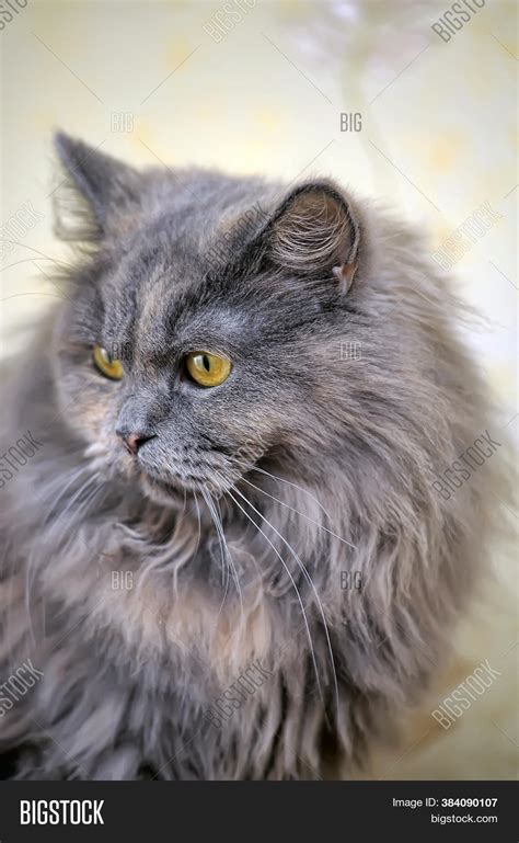 Gray Fluffy Persian Image & Photo (Free Trial) | Bigstock