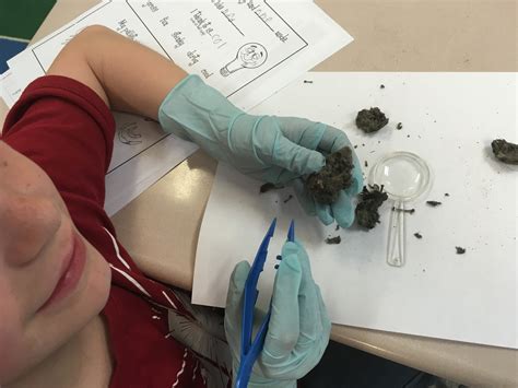 Owl Pellets Science Lab Junaluska Elementary School