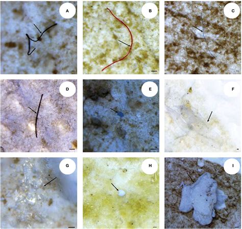 Frontiers Micro And Nanoplastics Identification Classic Methods And