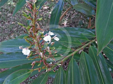 Alpinia Caerulea Australian Ginger Blue Berry Ginger Brush Shell