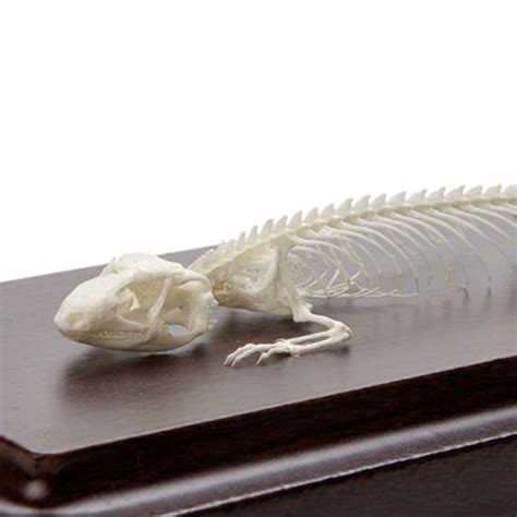 Lizard Skeleton - The Evolution Store