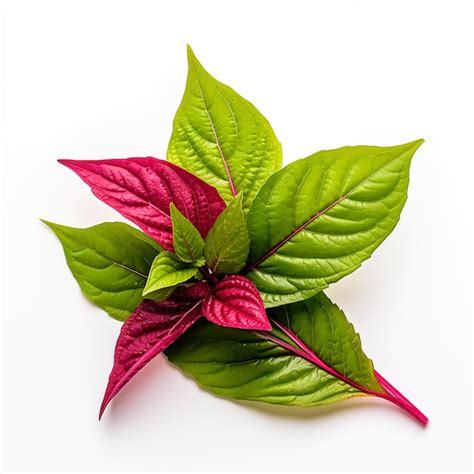 Premium AI Image Amaranth Leaves With A Touch Of Green And White