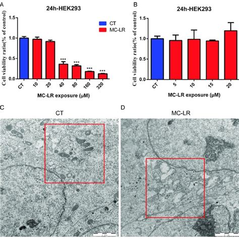 Effect Of MC LR On Cell Viability Of HEK 293 Cells And Transmission