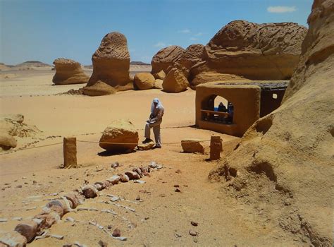 Best Price For Valley Of The Whales Tour From Cairo Wadi El Hitan