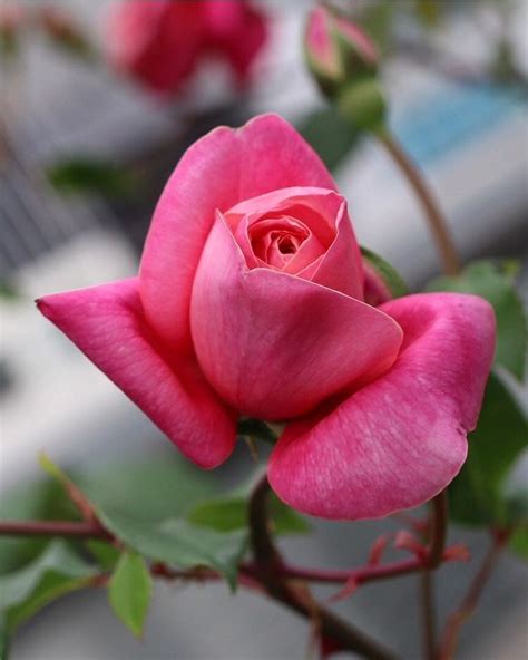 Pin By Chief Engineer On Artificial Flowers In 2024 Beautiful Rose