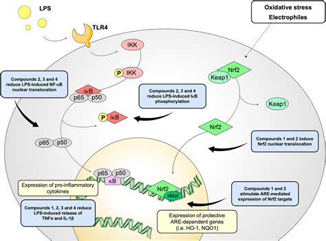 Frontiers Targeting Cytokine Release Through The Differential