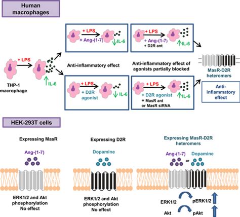 Interaction Between The Angiotensin Mas Receptor And The Dopamine