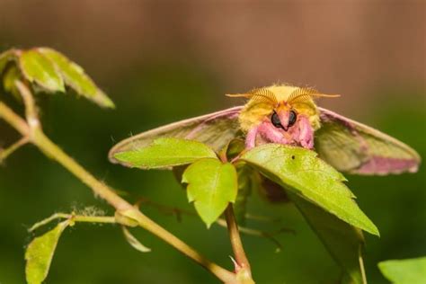 Rosy Maple Moth Facts - Fact Animal