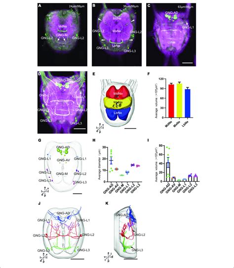 Neuromeres Cell Bodies And Processes Of The Serotonergic Neuron In Download Scientific