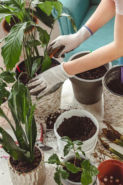 Trasplante De Plantas De Cuidado De La Mujer En El Hogar Y Trasplante