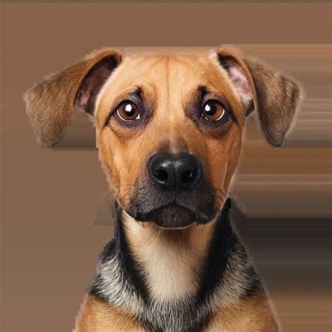 Funny Dog PNG Image HighQuality Hilarity for Online Content | PNG Prompt