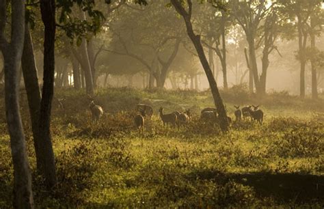 Nagarhole National Park | Nagarhole India