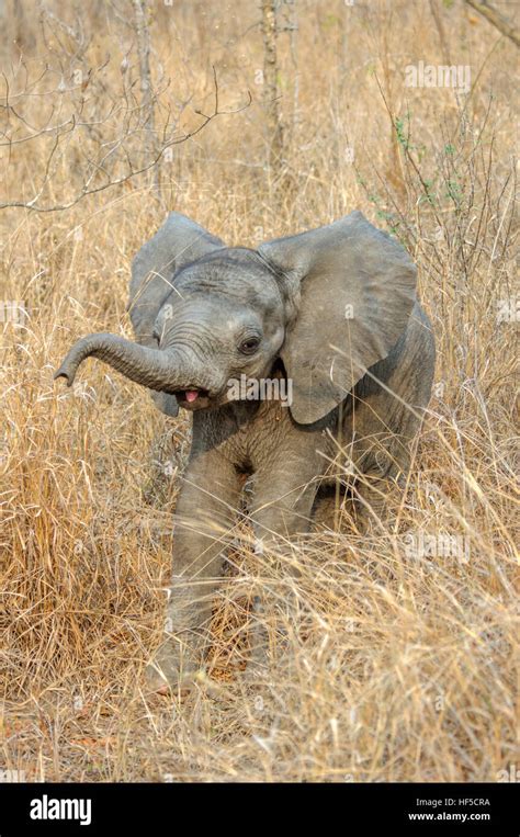 A Baby African Elephant Loxodonta Africana Plays In The Long Grass Of