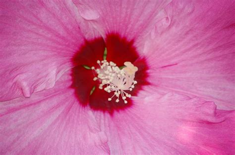 Dinner Plate Hibiscus Adds Refreshing Splash Of Pink To Sw Idaho Summer