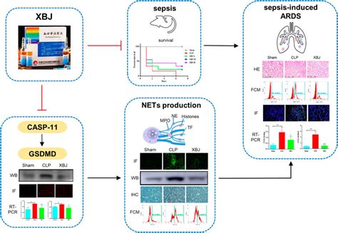 Frontiers Xuebijing Injection Inhibited Neutrophil Extracellular