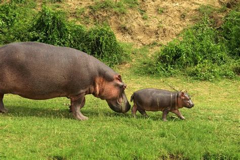 10DAYS Best Of Uganda Mountain Gorillas Wildlife And Culture Tour