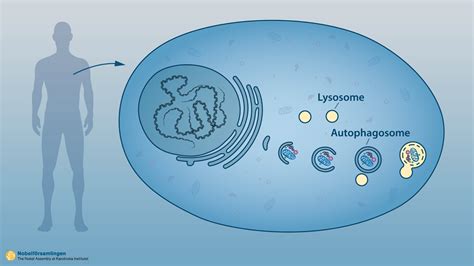 Qué Es La Autofagia O Comerse A Sí Mismo Un Proceso Esencial Para La Vida Cuya Investigación