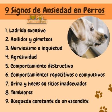 Ansiedad En Perros Causas Tipos S Ntomas C Mo Calmarla