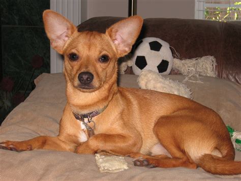 Lil' Ricky was the funniest Chihuahua/Rat Terrier mix ever! | Reggie