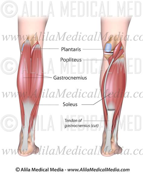 Lower Extremity Muscles Labeled