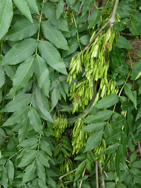 Fraxinus Excelsior Pendula Weeping Golden Ash Information And Photos