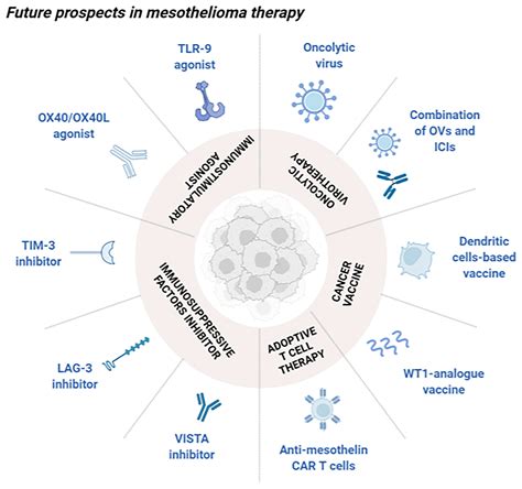 Frontiers | Novel Insights Into Mesothelioma Therapy: Emerging Avenues ...