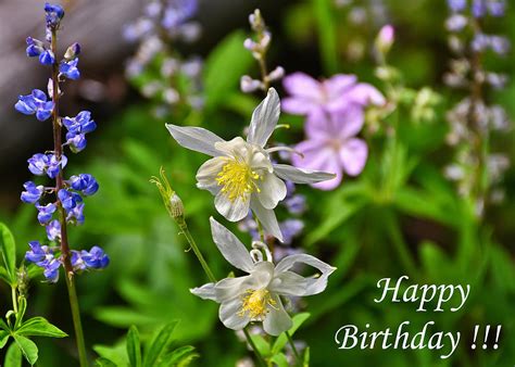 Wildflowers Birthday Greeting Card Photograph By Greg Norrell