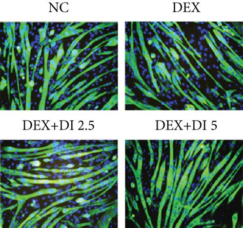 Didrovaltrate Di Inhibits Dex Induced Myotube Atrophy In C C Cells