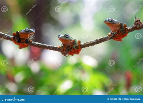 Wallace`s Flying Frog, Wallace`s Flying Frog on a Branch Stock Photo ...