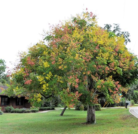 Floridas Fall Foilage The Golden Rain Tree Color In The Flickr