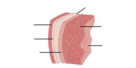 Label heart layers Diagram | Quizlet