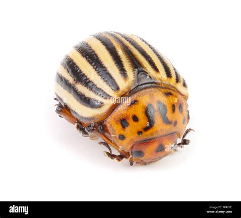 Colorado Potato Beetle Isolated On White Background Stock Photo Alamy