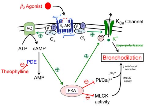 Treatmentofasthma Tusom Pharmwiki