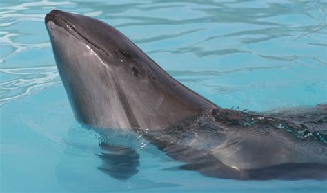 HARBOUR PORPOISE BIOLOGY – Marine Mammal Research Unit