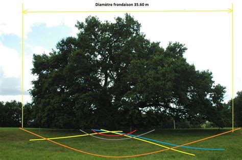 Arbre Sacré Chêne Tombeboeuf 47380 Lieux Denergies