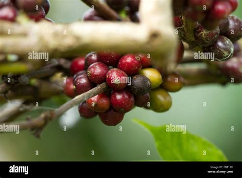 Coffee Plant Red Coffee Beans On A Branch Of Coffee Tree Branch Of A