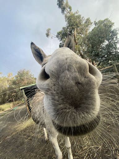 Animal Encounters at Halls Gap Zoo | Up-Close Wildlife Experiences