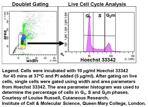 M Phase Cell Cycle Analysis Flow Cytometry Core Facility