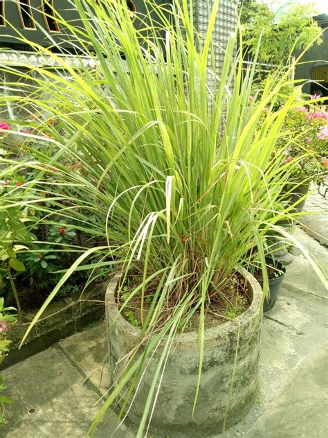 Your Step By Step Guide To Grow Lemongrass At Home Herzindagi