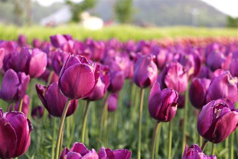 Purple Tulip Flower Field Free Image Peakpx