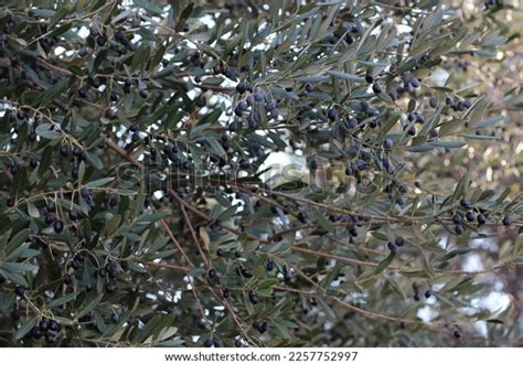 Close Up Photo Natural Black Olive Trees Stock Photo 2257752997