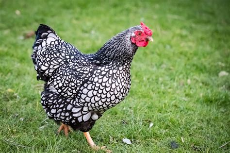 5 Best Dual Purpose Chicken Breeds (For Meat and Eggs) - The Hen's Loft