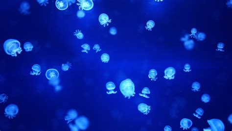 Jellyfish photo Stock Video Footage - 4K and HD Video Clips | Shutterstock